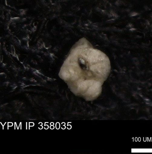 undet. Foraminiferida