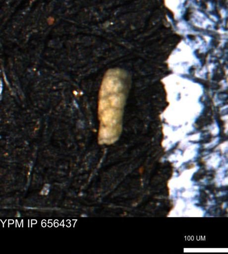 Verneuilinoides kansasensis