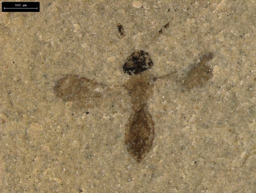 Ichneumonoidea?