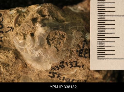 undet. Ostreidae