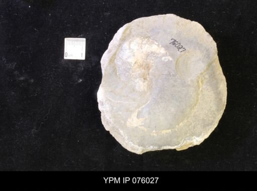 Hoploscaphites melloi