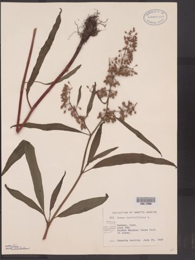 Rumex verticillatus