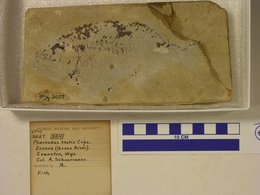 Phareodus testis