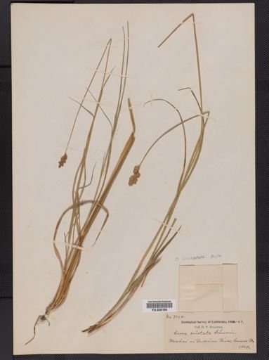 Carex cristatella