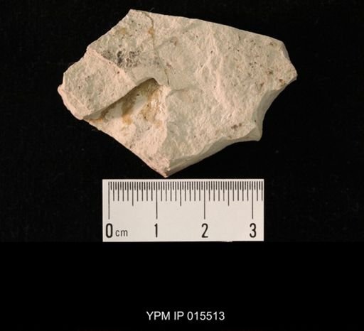 Probnis speciosa