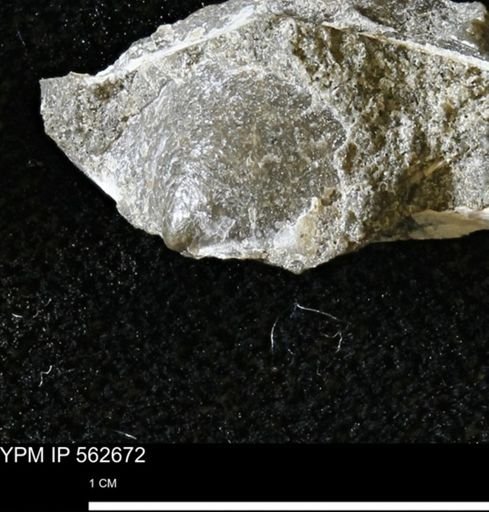 Oxytoma (Hypoxytoma)?