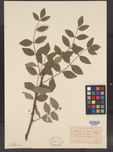 Zanthoxylum americanum