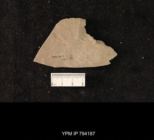 undet. Hexapoda