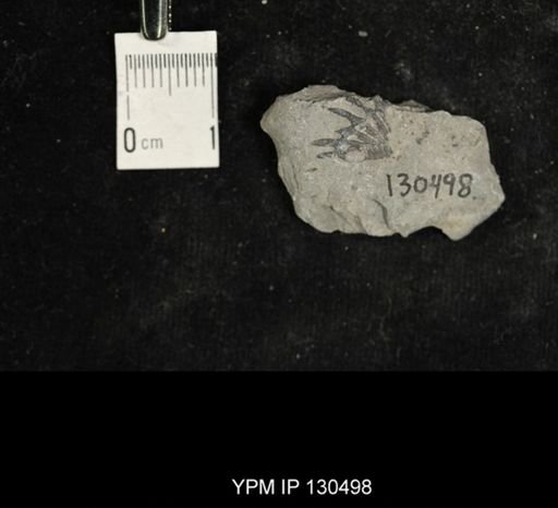 Proetus?