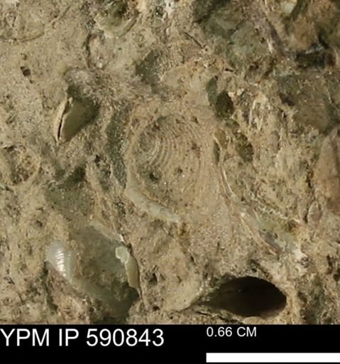 undet. Bivalvia