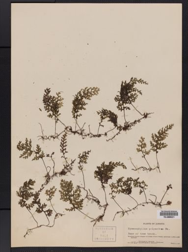 Hymenophyllum polyanthos