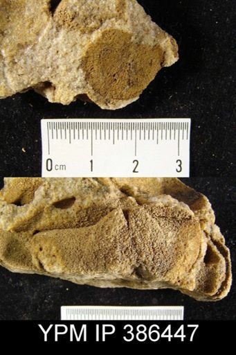 Dalmanella planiconvexa