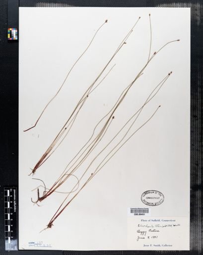 Eleocharis tenuis