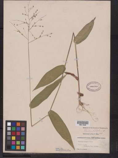 Panicum latifolium