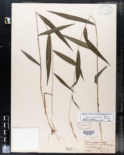 Brachyelytrum erectum