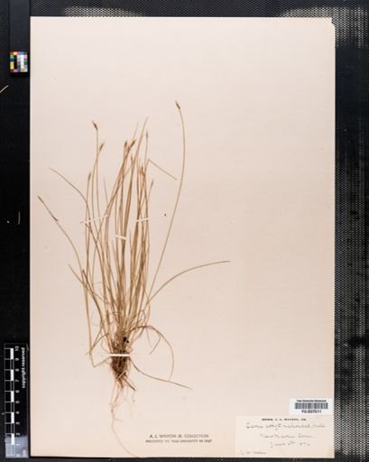 Carex leptalea