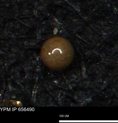 undet. Foraminiferida