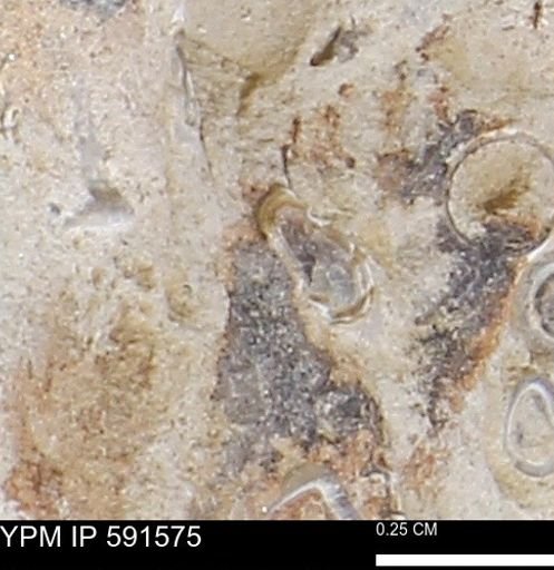 Serpulidae