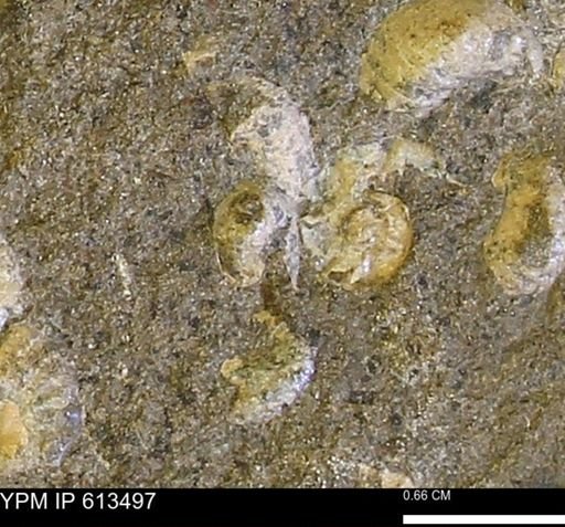 Scaphites sp.