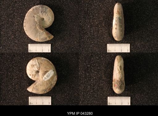 Hoploscaphites nicolletii