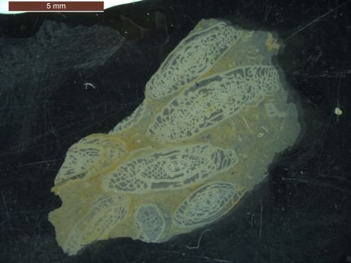 Triticites powwowensis