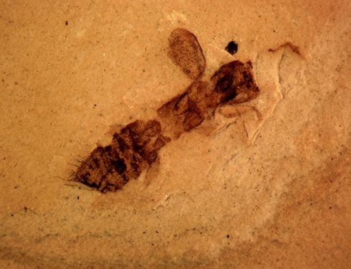 undet. Staphylinidae
