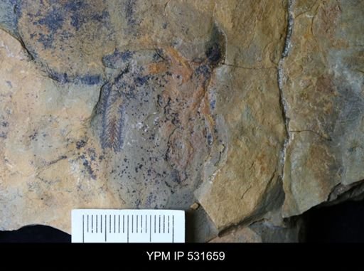 Marrellomorpha