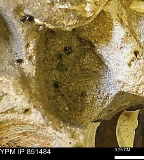 Limopsis striatopunctatus