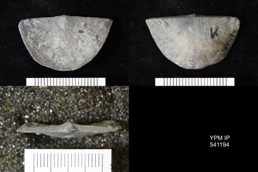 Strophomena planumbona