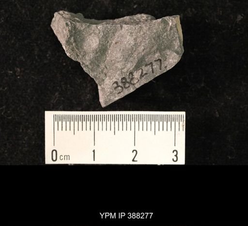 Ambocoelia planoconvexa
