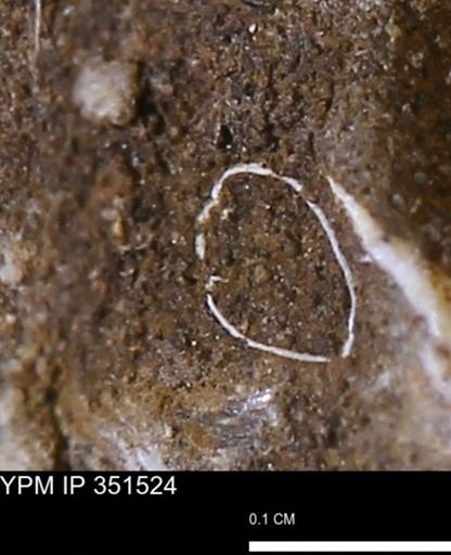 undet. Bivalvia