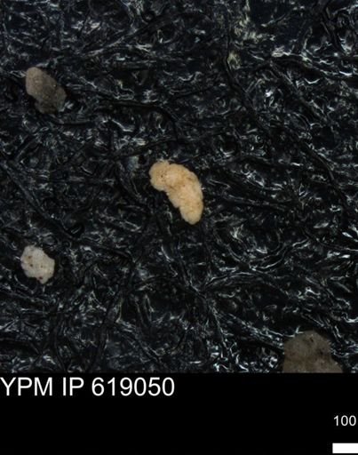 undet. Foraminiferida