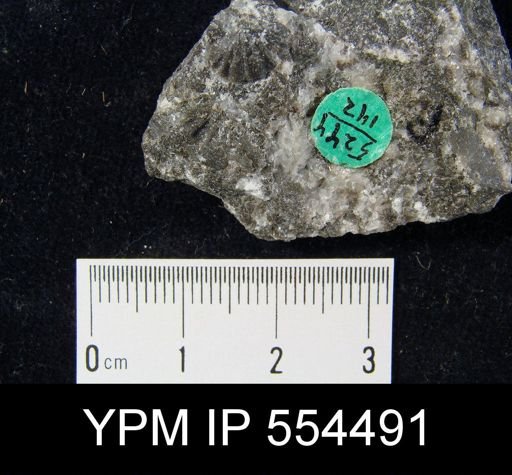 undet. Brachiopoda