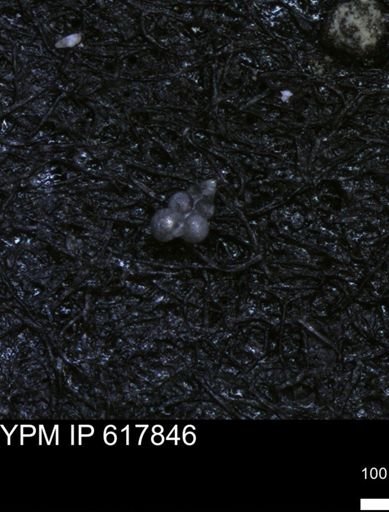 undet. Heterohelicidae