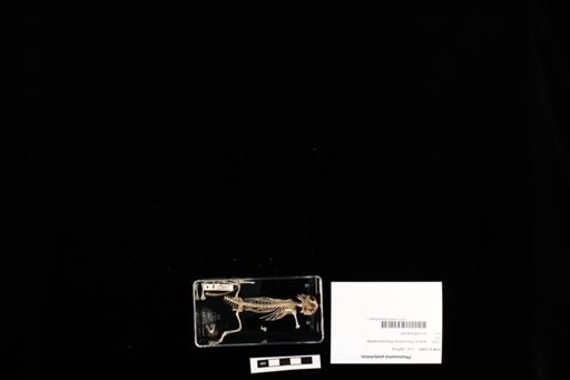 Phrynosoma platyrhinos