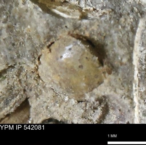 Corbulamella gregaria