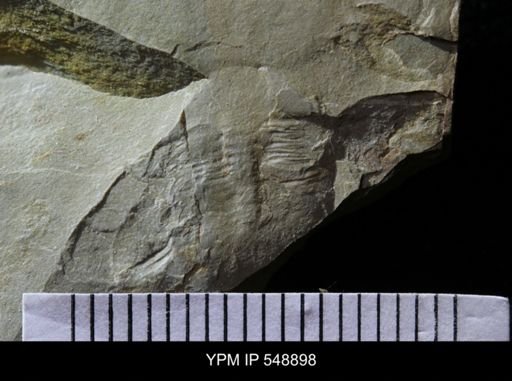 Trilobita