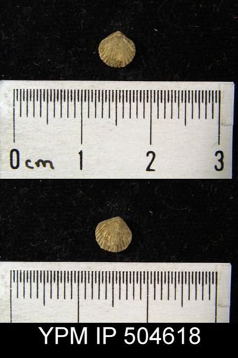 Zygospira sp.