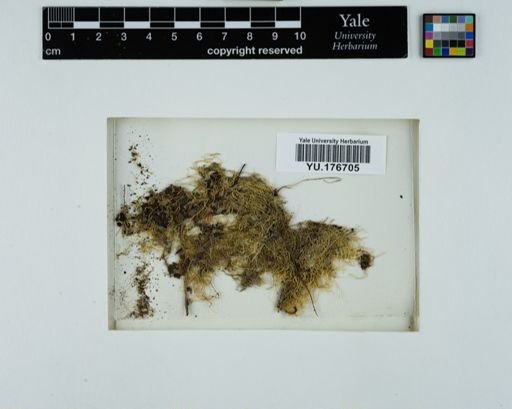 Plantae