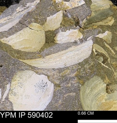 Protocardia?
