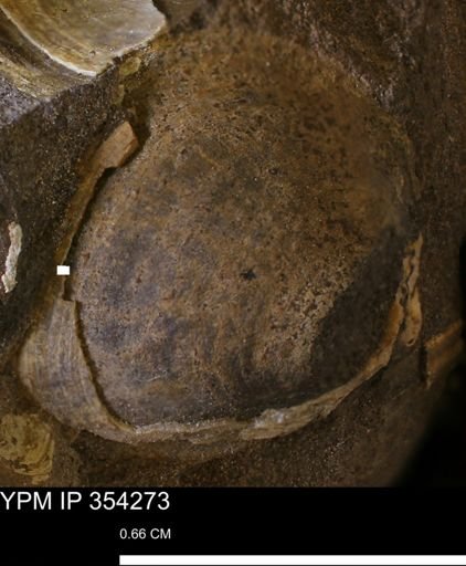 undet. Bivalvia