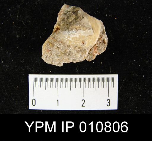 Chonetes permianus