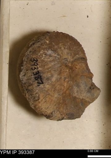 Scaphites sp.