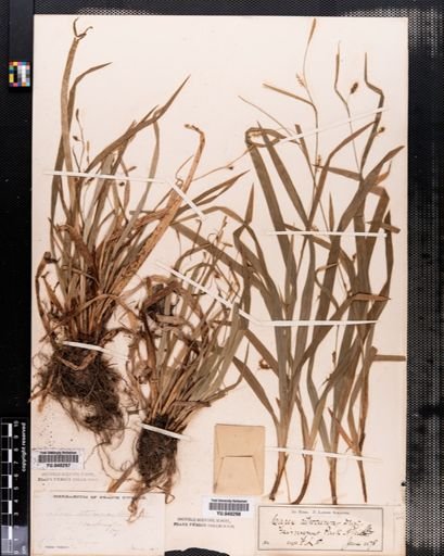 Carex laxiculmis