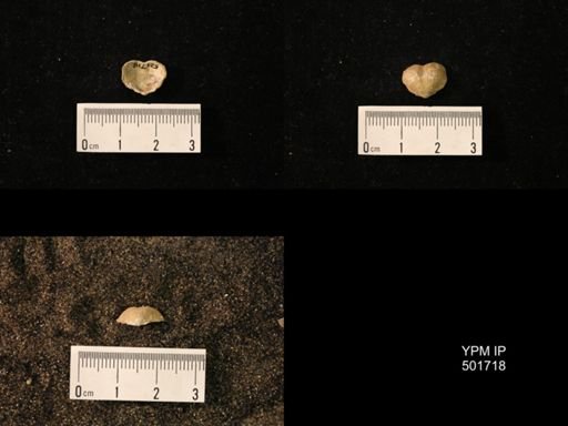 Marginifera splendens