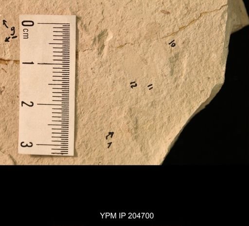 Grylloblattida