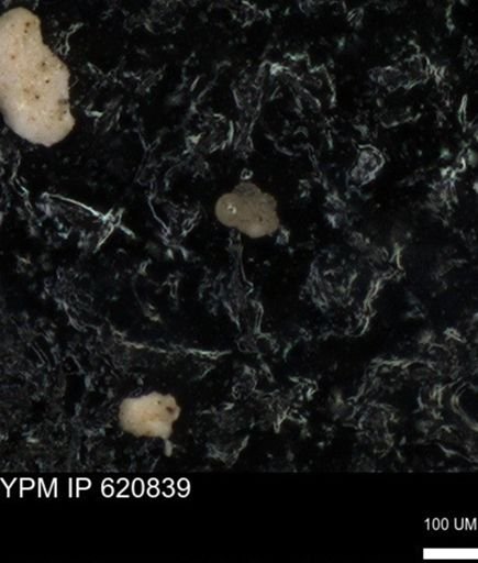 undet. Rugoglobigerinidae