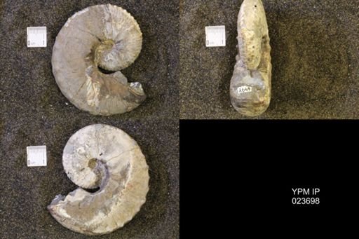 Jeletzkytes nebrascensis