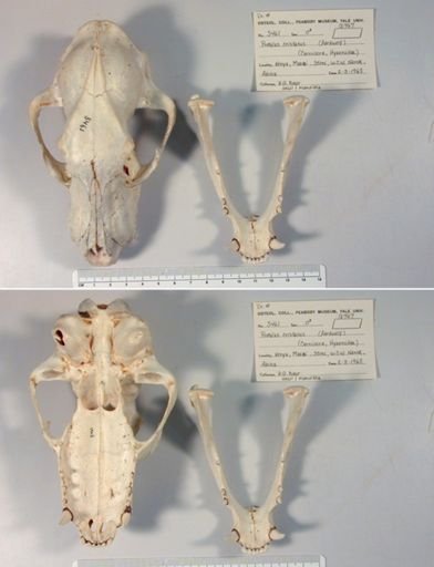 Proteles cristata