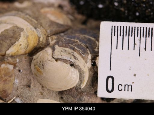 Limopsis striatopunctatus